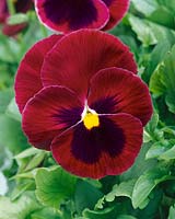 Viola x wittrockiana Swiss Giant Colossus Red