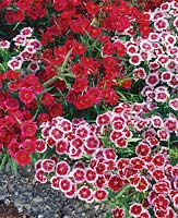 DIANTHUS Ideal Sweetheart mixed