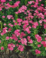 DIANTHUS Ideal Pink 