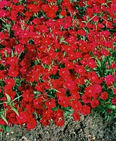 DIANTHUS Ideal Red 