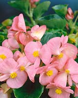 Begonia semperflorens Thousand Wonders pink