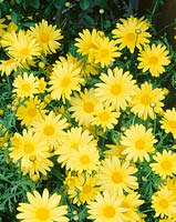 Argyranthemum Daisy Crazy ® Sultans Lemon