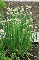 Winterzwiebel / Allium fistulosum