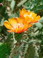 Opuntia orange