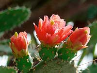 Opuntia red