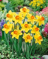 Narcissus Large Cupped Suada