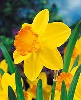 Narcissus - Large Cupped (GN) Scarlet O'Hara