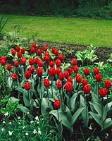 Tulipa Triumph Couleur Cardinal