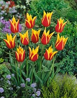 Tulipa Lily Flowered Synaeda King