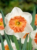 Narcissus Large Cupped Precocious
