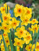 Narcissus tazetta Hoopoe