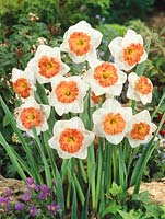 Narcissus Large Cupped Precocious