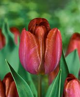 Tulipa Single Late Bruine Wimpel