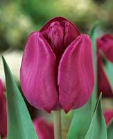 Tulipa Double Early Foxtrott