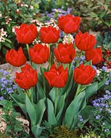 Tulipa Double Early Largo