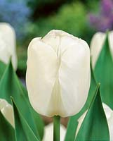 Tulipa Triumph White Ideal