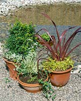 Kübelpflanzen Mischung / tub plants mixed