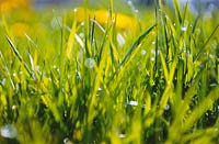 Impression / close-up view of grass