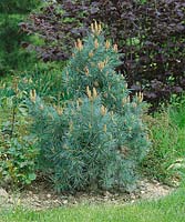 Pinus strobus f. nana