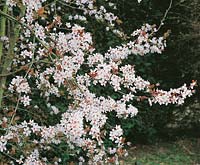 Prunus cerasifera Pissardii