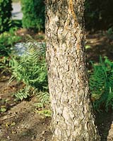 Betula nigra Heritage