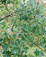 Quercus robur Argenteomarginata
