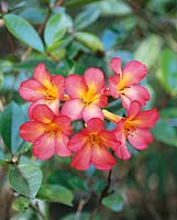 Vireya Rhododendron Sunset Fantasy