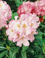 Rhododendron insigne Brigitte