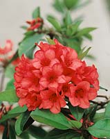 Vireya Rhododendron Hugh Red Grove