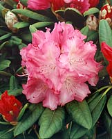 Rhododendron Grune Borg