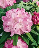 Rhododendron Bremerhaven