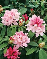 Rhododendron degronianum subsp. yakushimanum Rosa Wolke