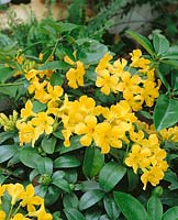 Vireya Rhododendron Thai Gold