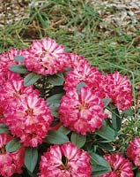 Rhododendron Morgenrot
