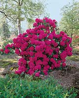 Rhododendron Rudolf Frimmel