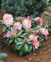 Rhododendron Zauberflöte