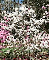 Rhododendron mucronulatum var. album