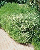 Calytrix acutifolia Hedge