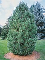 Pinus cembra Chalet