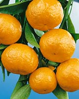 Mandarine / Citrus reticulata Emperor