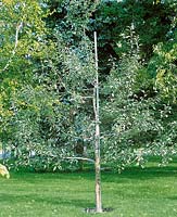 Apfelbaum / Malus domestica tree