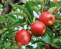 Apfel / Malus domestica Elistar