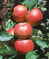Apfel / Malus domestica Melrose
