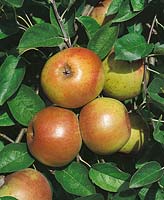 Apfel / Malus domestica Reinette d'Armorique