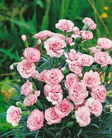 Dianthus Scent First™ Series Patio Selection Candy Floss