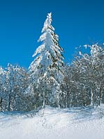Winter scenery with conifer in snow