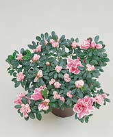 Rhododendron simsii De Waele's Favorite