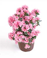 Rhododendron Kirin