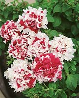 Petunia Double Red Pirouette