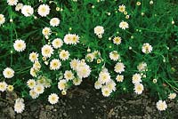 Argyranthemum frutescens Tweety